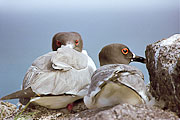 Picture 'Eq1_30_07 Gull, Swallow-tailed gull, Galapagos, Plazas'